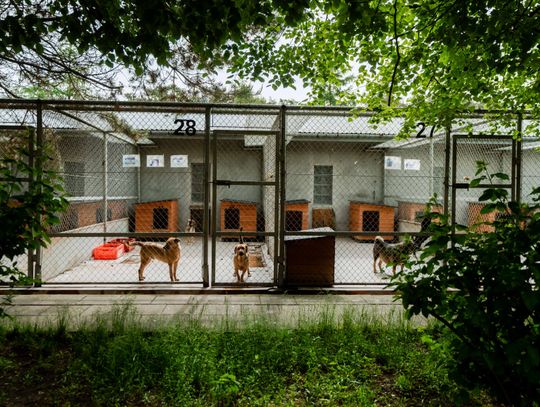 Schronisku dla Bezdomnych Zwierząt - konferencja (zdjęcia)