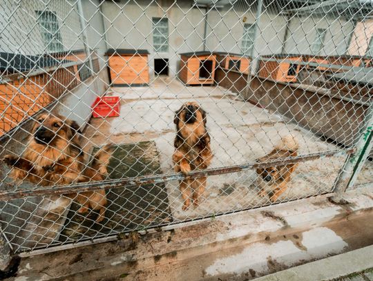Schronisku dla Bezdomnych Zwierząt - konferencja (zdjęcia)