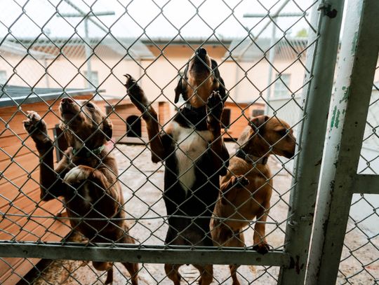 Schronisku dla Bezdomnych Zwierząt - konferencja (zdjęcia)