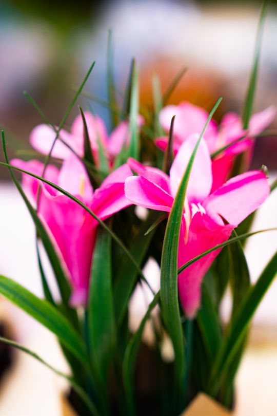 Festyn rodzinny w PSP nr 27 (zdjęcia) Festyn rodzinny w PSP nr 27 (zdjęcia)