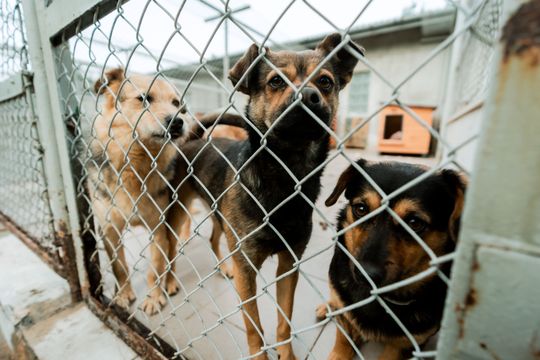 Schronisku dla Bezdomnych Zwierząt - konferencja (zdjęcia)