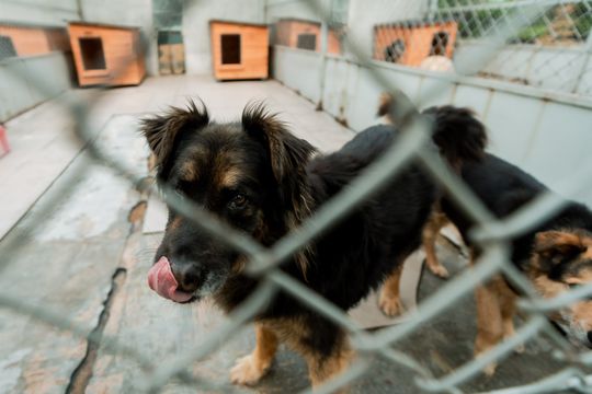 Schronisku dla Bezdomnych Zwierząt - konferencja (zdjęcia)