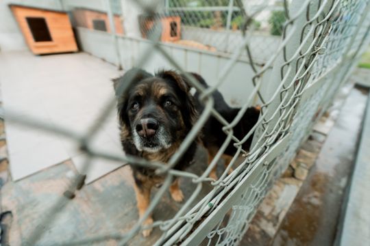 Schronisku dla Bezdomnych Zwierząt - konferencja (zdjęcia)