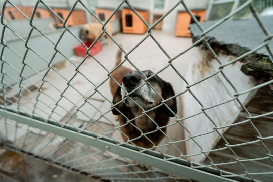 Schronisku dla Bezdomnych Zwierząt - konferencja (zdjęcia)