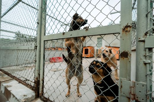 Schronisku dla Bezdomnych Zwierząt - konferencja (zdjęcia)