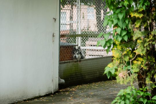 Schronisku dla Bezdomnych Zwierząt - konferencja (zdjęcia)