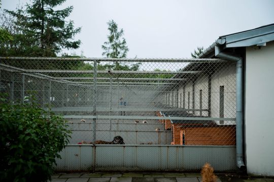 Schronisku dla Bezdomnych Zwierząt - konferencja (zdjęcia)