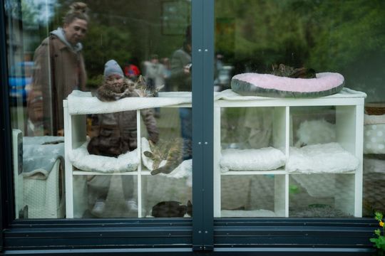 Schronisku dla Bezdomnych Zwierząt - konferencja (zdjęcia)