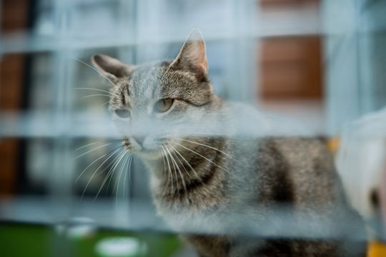 Schronisku dla Bezdomnych Zwierząt - konferencja (zdjęcia)