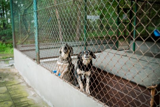 Schronisku dla Bezdomnych Zwierząt - konferencja (zdjęcia)