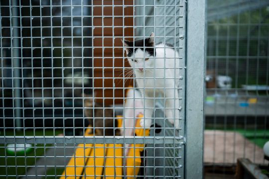 Schronisku dla Bezdomnych Zwierząt - konferencja (zdjęcia)