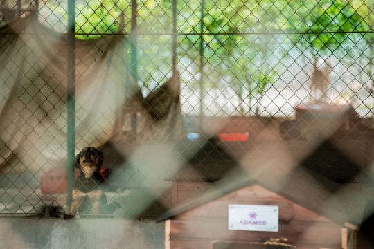Schronisku dla Bezdomnych Zwierząt - konferencja (zdjęcia)