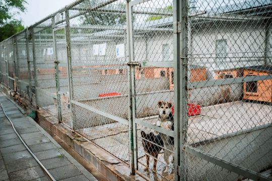 Schronisku dla Bezdomnych Zwierząt - konferencja (zdjęcia)