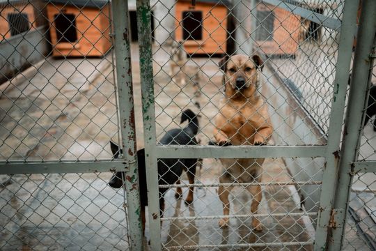 Schronisku dla Bezdomnych Zwierząt - konferencja (zdjęcia)