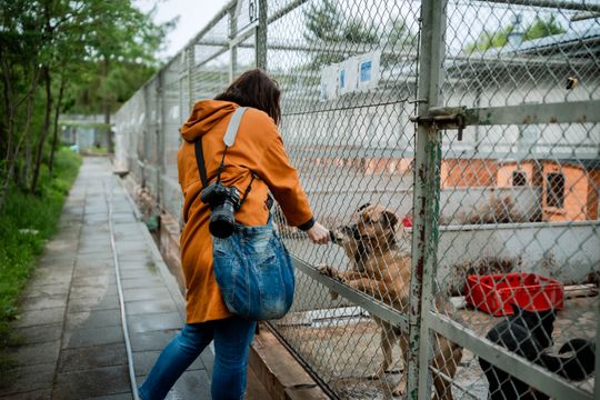 Schronisku dla Bezdomnych Zwierząt - konferencja (zdjęcia)