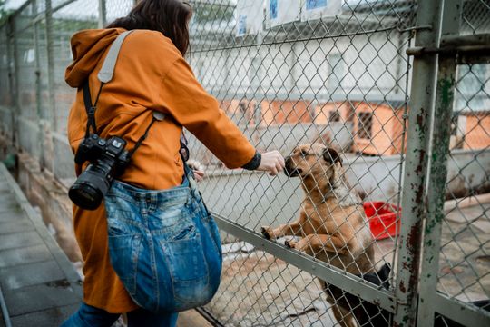 Schronisku dla Bezdomnych Zwierząt - konferencja (zdjęcia)
