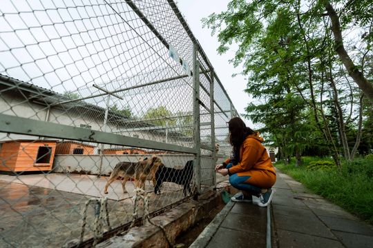 Schronisku dla Bezdomnych Zwierząt - konferencja (zdjęcia)
