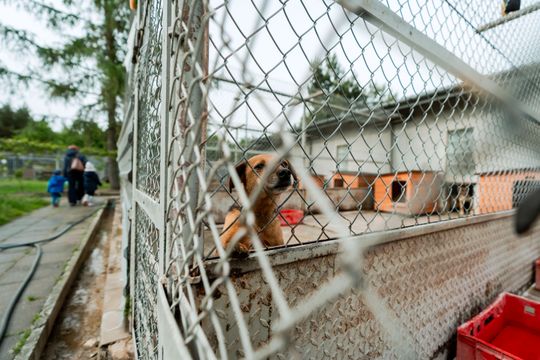 Schronisku dla Bezdomnych Zwierząt - konferencja (zdjęcia) Schronisku dla Bezdomnych Zwierząt - konferencja (zdjęcia)