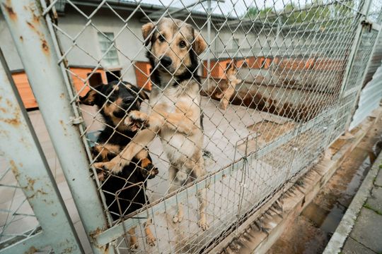 Schronisku dla Bezdomnych Zwierząt - konferencja (zdjęcia)