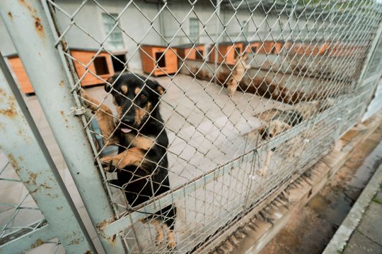 Schronisku dla Bezdomnych Zwierząt - konferencja (zdjęcia) Schronisku dla Bezdomnych Zwierząt - konferencja (zdjęcia)
