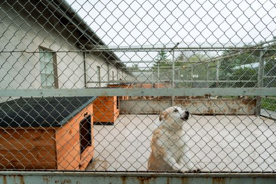 Schronisku dla Bezdomnych Zwierząt - konferencja (zdjęcia)