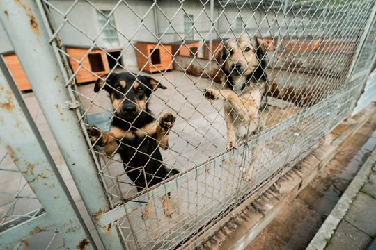 Schronisku dla Bezdomnych Zwierząt - konferencja (zdjęcia)
