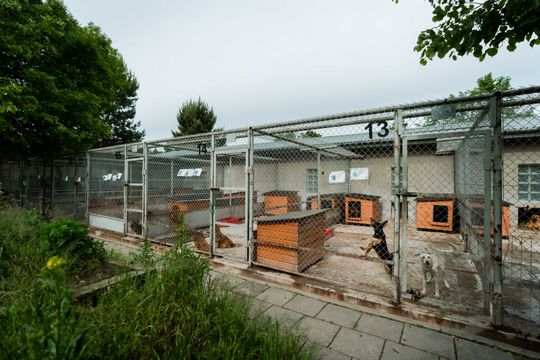 Schronisku dla Bezdomnych Zwierząt - konferencja (zdjęcia)