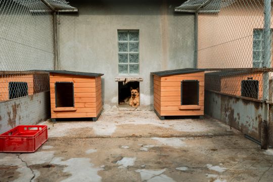 Schronisku dla Bezdomnych Zwierząt - konferencja (zdjęcia)