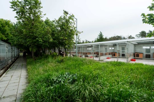 Schronisku dla Bezdomnych Zwierząt - konferencja (zdjęcia)