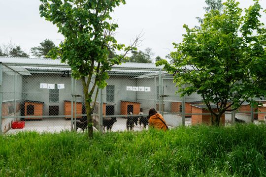 Schronisku dla Bezdomnych Zwierząt - konferencja (zdjęcia)