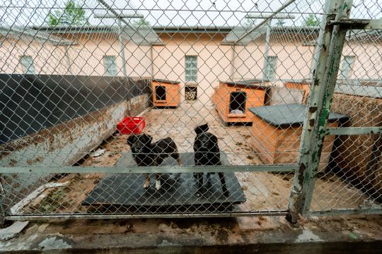 Schronisku dla Bezdomnych Zwierząt - konferencja (zdjęcia)