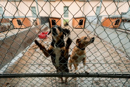 Schronisku dla Bezdomnych Zwierząt - konferencja (zdjęcia)