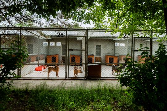 Schronisku dla Bezdomnych Zwierząt - konferencja (zdjęcia)