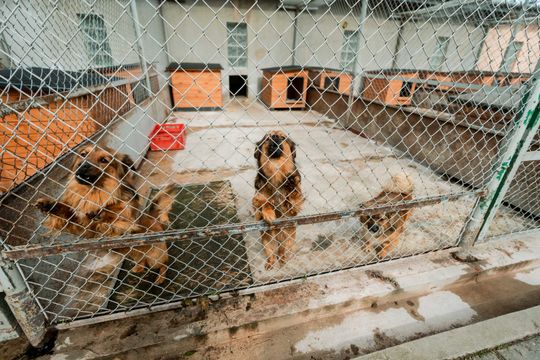 Schronisku dla Bezdomnych Zwierząt - konferencja (zdjęcia)