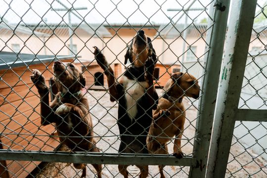 Schronisku dla Bezdomnych Zwierząt - konferencja (zdjęcia)