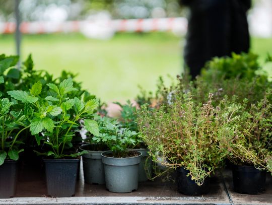 Piknik z okazji Dnia Ochrony Środowiska (zdjęcia)