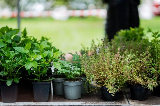 Piknik z okazji Dnia Ochrony Środowiska (zdjęcia) Piknik z okazji Dnia Ochrony Środowiska (zdjęcia)