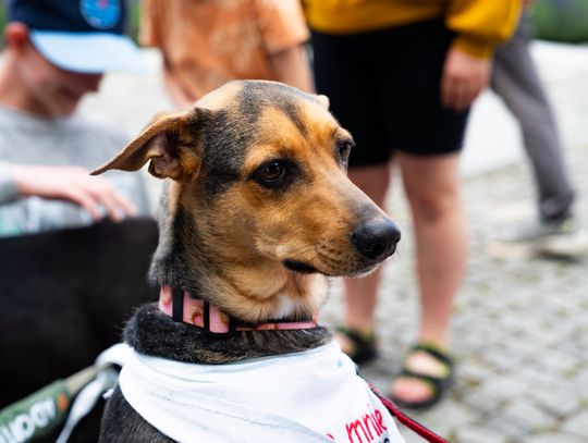 Free(RA)dom Festival - wystawa i aukcja charytatywna na rzecz bezdomnych zwierząt (zdjęcia)