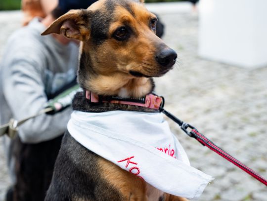 Free(RA)dom Festival - wystawa i aukcja charytatywna na rzecz bezdomnych zwierząt (zdjęcia)