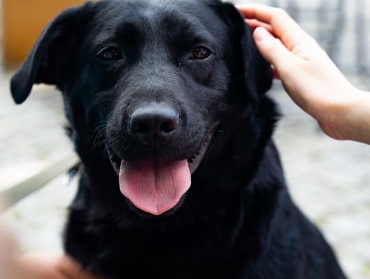 Free(RA)dom Festival - wystawa i aukcja charytatywna na rzecz bezdomnych zwierząt (zdjęcia)