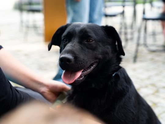 Free(RA)dom Festival - wystawa i aukcja charytatywna na rzecz bezdomnych zwierząt (zdjęcia)