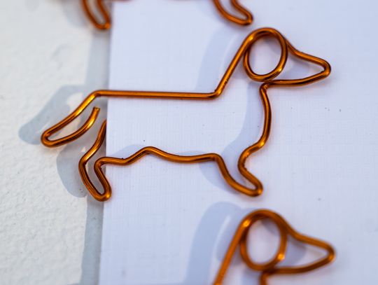 Free(RA)dom Festival - wystawa i aukcja charytatywna na rzecz bezdomnych zwierząt (zdjęcia)