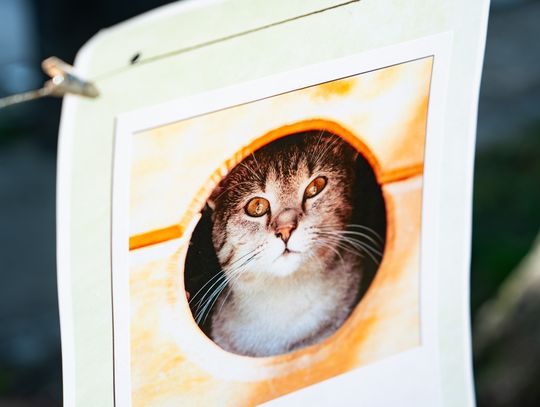 Free(RA)dom Festival - wystawa i aukcja charytatywna na rzecz bezdomnych zwierząt (zdjęcia)