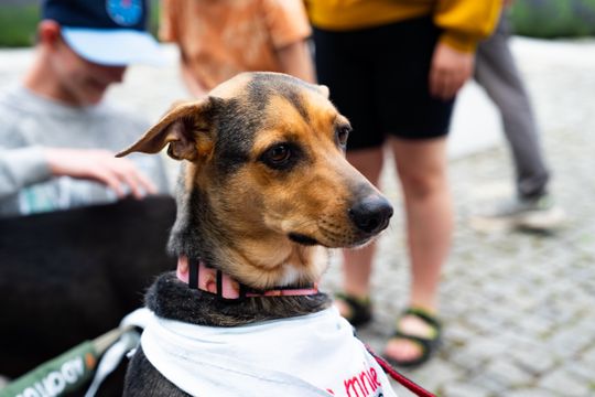 Free(RA)dom Festival - wystawa i aukcja charytatywna na rzecz bezdomnych zwierząt (zdjęcia)