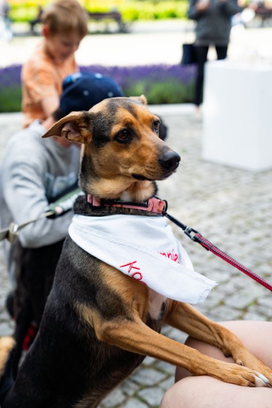 Free(RA)dom Festival - wystawa i aukcja charytatywna na rzecz bezdomnych zwierząt (zdjęcia)