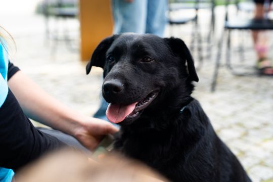 Free(RA)dom Festival - wystawa i aukcja charytatywna na rzecz bezdomnych zwierząt (zdjęcia)