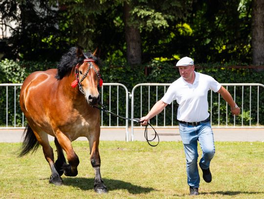 Regionalna Wystawa Koni w Skaryszewie (zdjęcia)