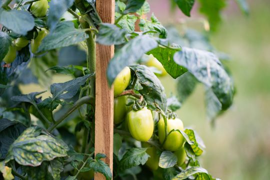 DSC01133.JPG DSC01133.JPG