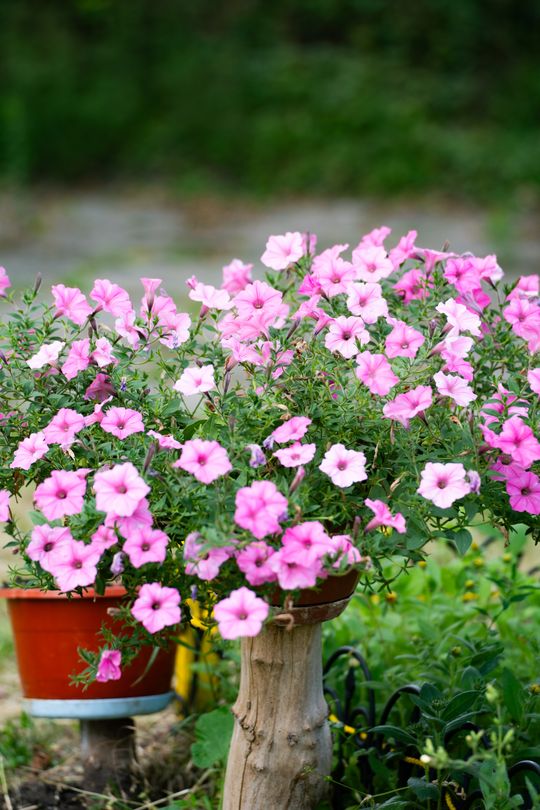 DSC01137.JPG DSC01137.JPG