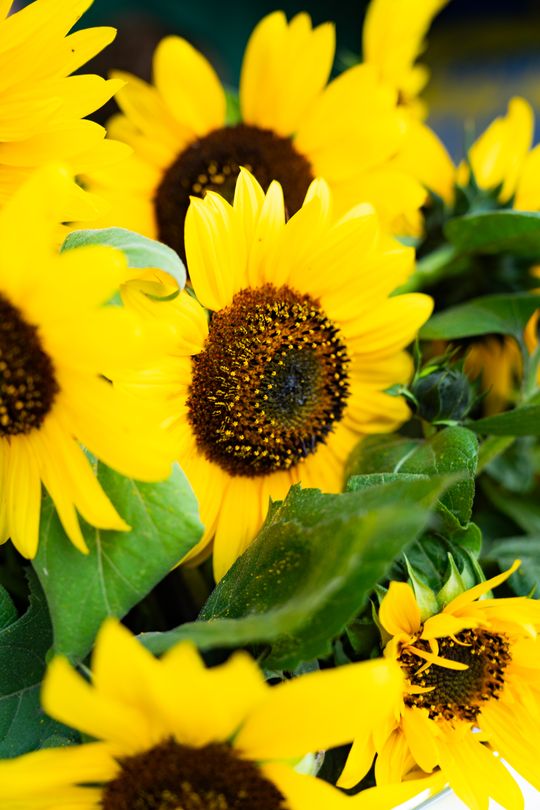 Festiwal Smaków w Rzeczniowie (zdjęcia)